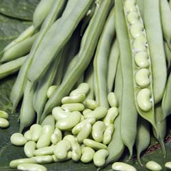 Dry Shelling Bean 'Flajoly'